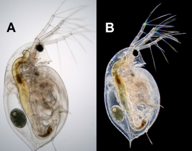 Daphnia obtusa при а) светлопольном и b) темнопольном микроскопированиию